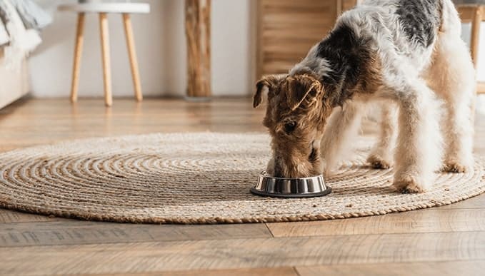 A Year of Innovation in Pet Food